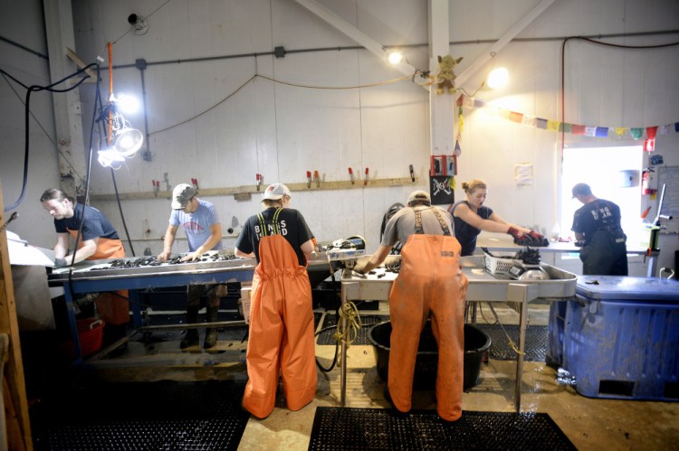 Workers process Bangs Island mussels at Wild Ocean Aquaculture in Portland last week. The business had been sidelined since May 2 because of a red tide algae bloom, but on Tuesday, it got the all-clear from the state Department of Marine Resources to begin harvesting and selling again.