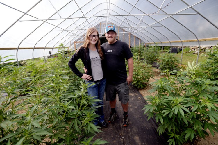 Emily Isler and Chad Crandall of Tree Tap Extracts in their greenhouse in Jay. They provide marijuana-infused maple sugar candies to patients who prefer taking cannabis orally to smoking it. Staff photos by Shawn Patrick Ouellette