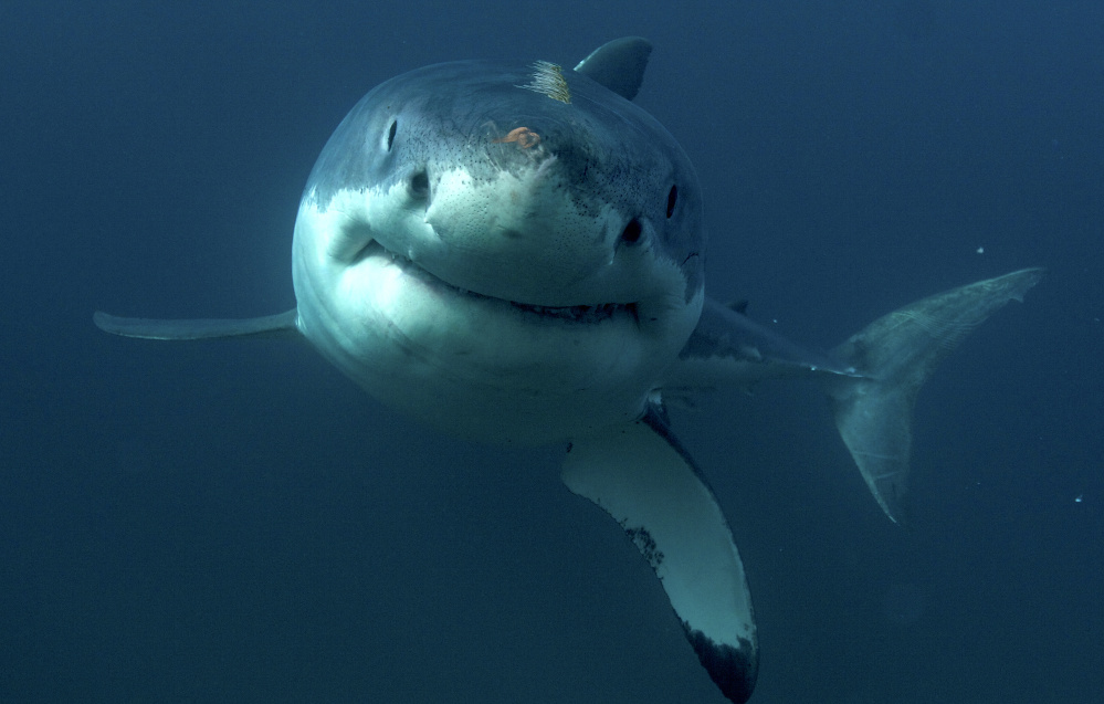 More great white sharks are being tracked along the East Coast after being tagged with receivers in their dorsal fins, and some have followers on Twitter. Photo courtesy of Discovery Channel via AP 2017