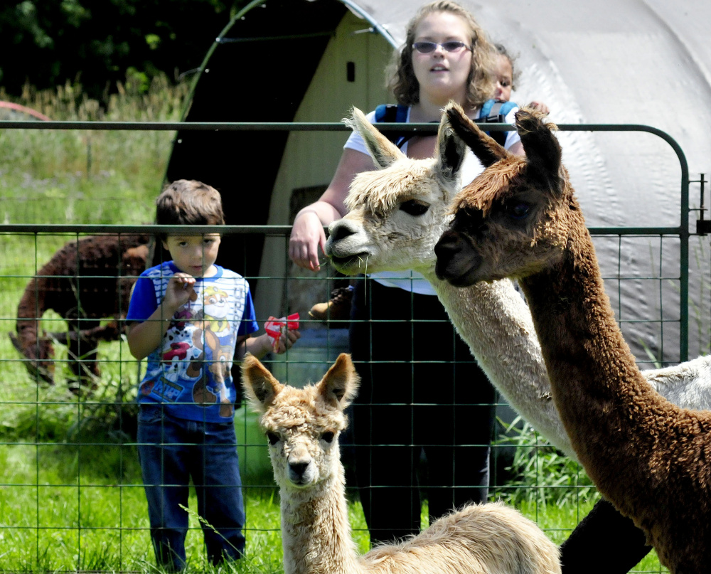 Sherri Young and her stepchildren, Landon, left, and Curtis, check out the alpacas Sunday at Bag End Suri Alpacas of Maine.