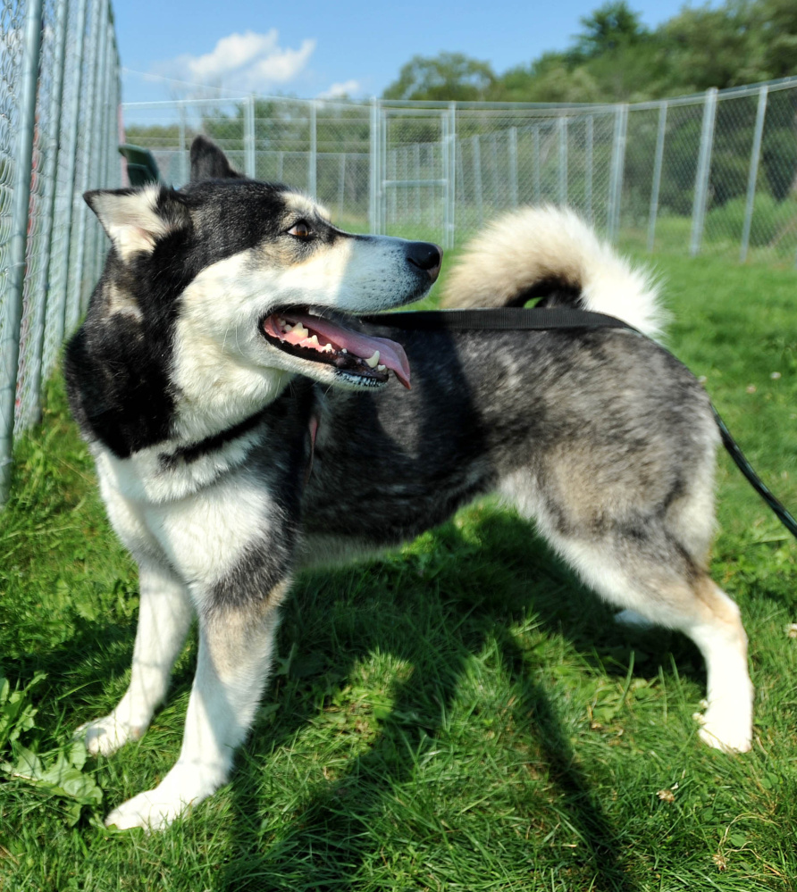 Initially, Dakota will live at a veterinary hospital with a boarding kennel, and be trained by a behavior expert.
