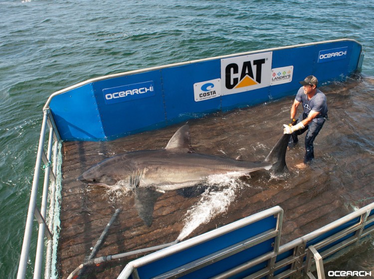 Because of a great white shark’s ability to elevate its body temperature, Betsy is unfazed by cold water and likely frequents the Gulf of Maine in pursuit of abundant prey such as gray seals, spiny dogfish, tuna and harbor porpoise. 