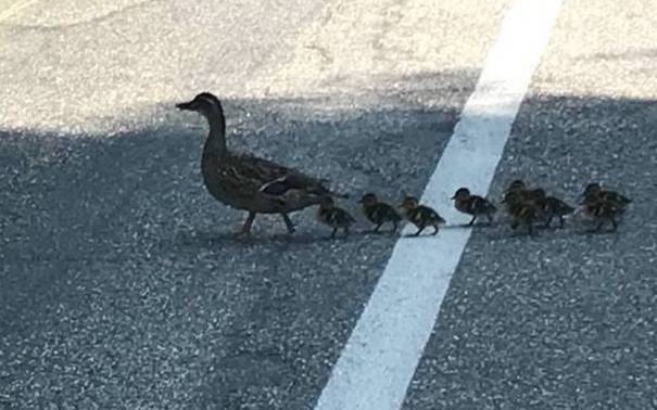 A mother duck and her ducklings make their way across Mill Street in Brunswick on Thursday morning.