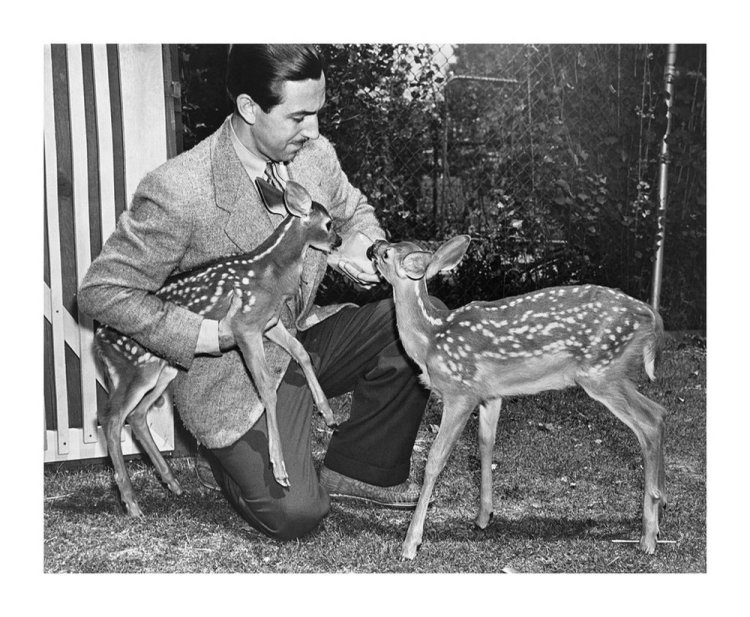 Walt Disney with Bambi and Filene, orphan fawns from Maine that were models for the animated feature "Bambi," released in 1942.