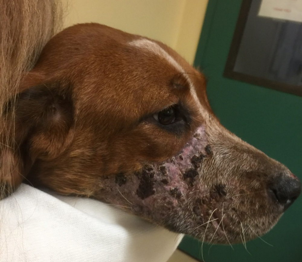 Buddy, the dog with muzzle damage found in Pittsfield and last owned by Nicole Bizier, is now in a foster home where the people plan to adopt him.
