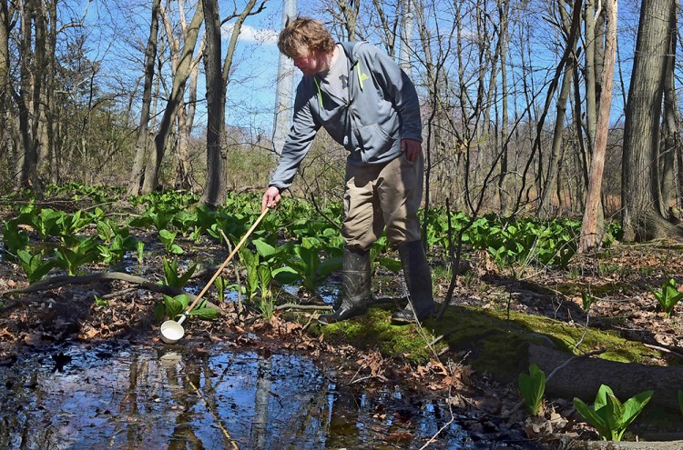 An employee of All Habitat Services LLC of Branford, Conn., scoops water from a swamp in Milford, Conn., on April 17. The Northeast Regional Climate Center at Cornell University reports that it was the fourth-wettest spring on record from West Virginia to Maine, raising concerns about a corresponding spike in mosquito-borne illnesses. 