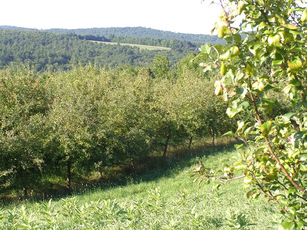 The apple orchards that will be protected have produced apples for the wholesale market for 80 years.