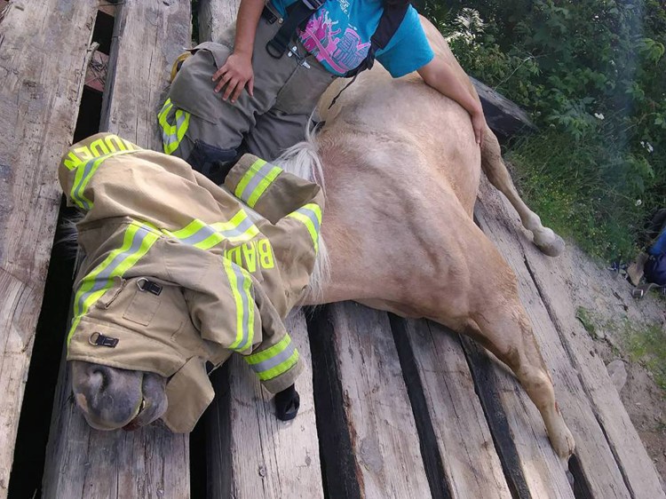 Yukon is tended to while rescuers devise a plan to free its hooves from a bridge on Wilder Davis Road in Hudson, a small town in Penobscot County, on Sunday. 