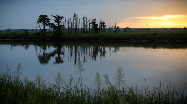 The sun rises on a "ghost forest" near the Savannah River in Port Wentworth, Ga. Dead trees in what used to be thriving freshwater coastal environments are called "ghost forests" by researchers.