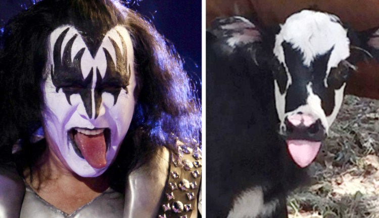 They're not exactly separated at birth, but Genie the newborn calf bears enough resemblance to KISS singer/bassist Gene Simmons to be a family favorite that won't wind up dead meat.