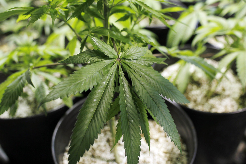 Marijuana plants are seen at a laboratory in Natural Ventures in Caguas, Puerto Rico. With marijuana still illegal federally, each state will have to come up with its own regulations for use of pesticides on pot.
