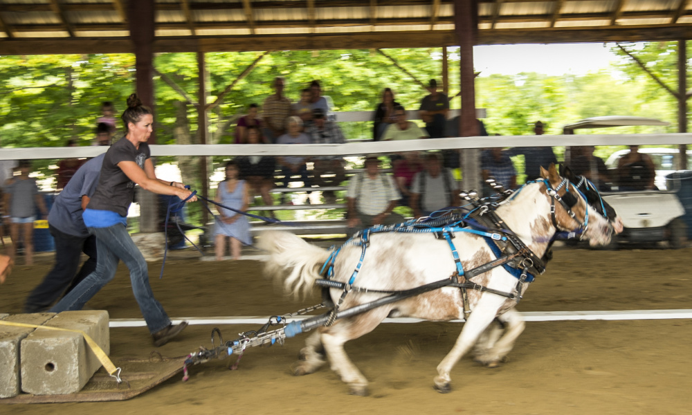 Mini-horses pull heavy blocks during a competition Saturday at the Monmouth Fair.