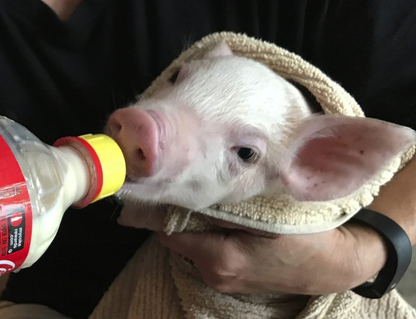 A pig named Enzo rescued by Francesca McAndrews is bottle-fed in Lancaster, Pa.