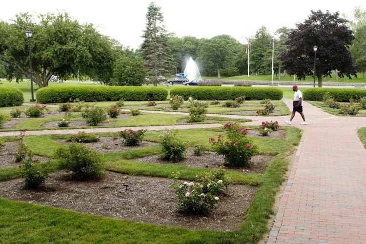 The Karl Switzer Rose Circle in Deering Oaks is named for the man who was superintendent of the park from 1939 to 1972. Four years ago, it became a test garden for roses than require significantly less water, fertilizer and manpower to maintain.