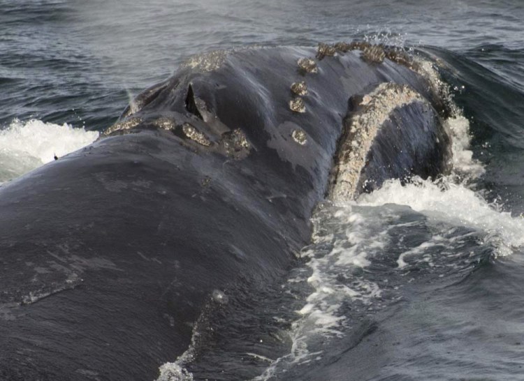 The recently spotted North Pacific right whale swims in the Bering Sea west of Bristol Bay. 