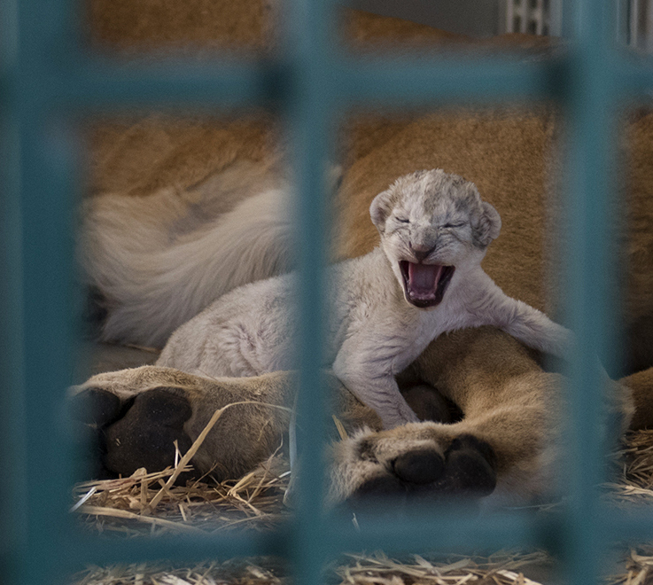 A lion cub climbs on its mother, rescued from a zoo in the Syrian city of Aleppo. The cub was born just hours after its mother was released.