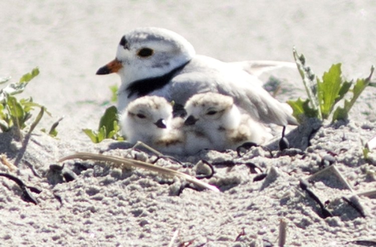 On Ogunquit Beach alone, 26 of the tiny birds fledged, a record.
