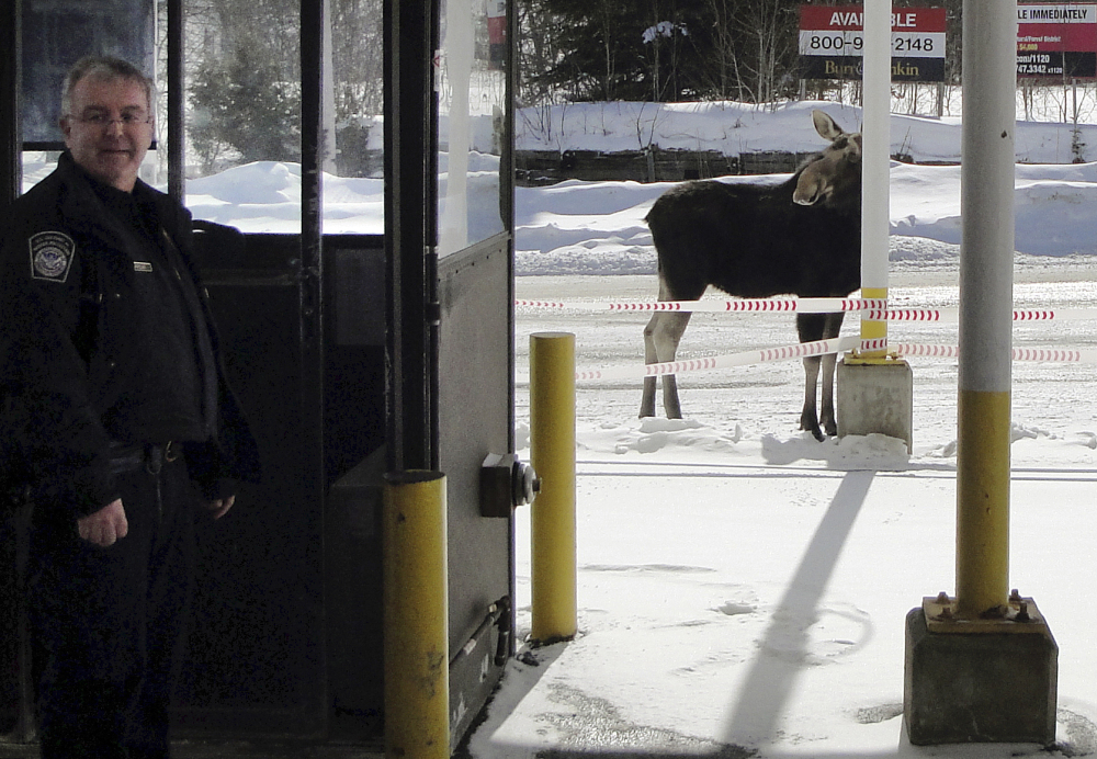 A moose stands at the Norton, Vt., border crossing to Quebec, Canada, in this 2016 photo. Maine and Vermont are on the list of 21 locations considered difficult to fill.