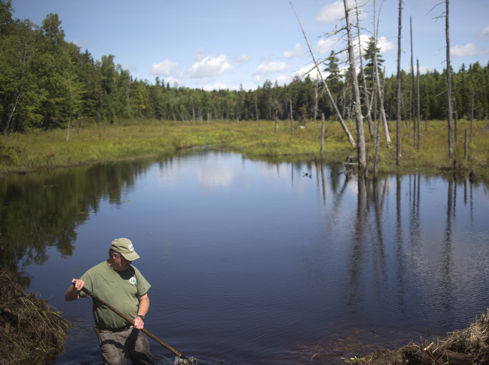 Tom Chase clears a beaver dam that washes out an entrance road at Katahdin Woods and Waters National Monument, one of a number of national monuments whose status could downsized or eliminated following a federal review ordered by President Trump.