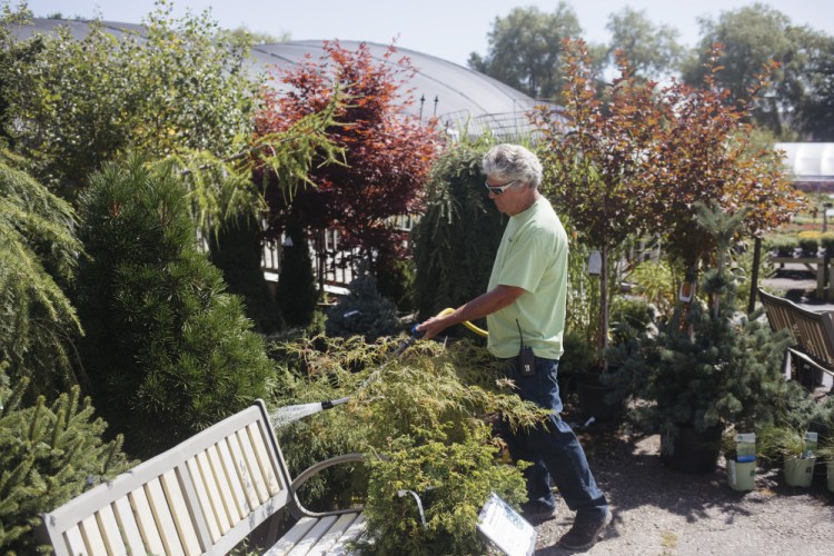 Bill Chase waters plants Monday at Estabrook's Garden Center and Nursery in Yarmouth. Chase spends a couple of hours watering all of the plants in the morning, even if it rained the previous night.