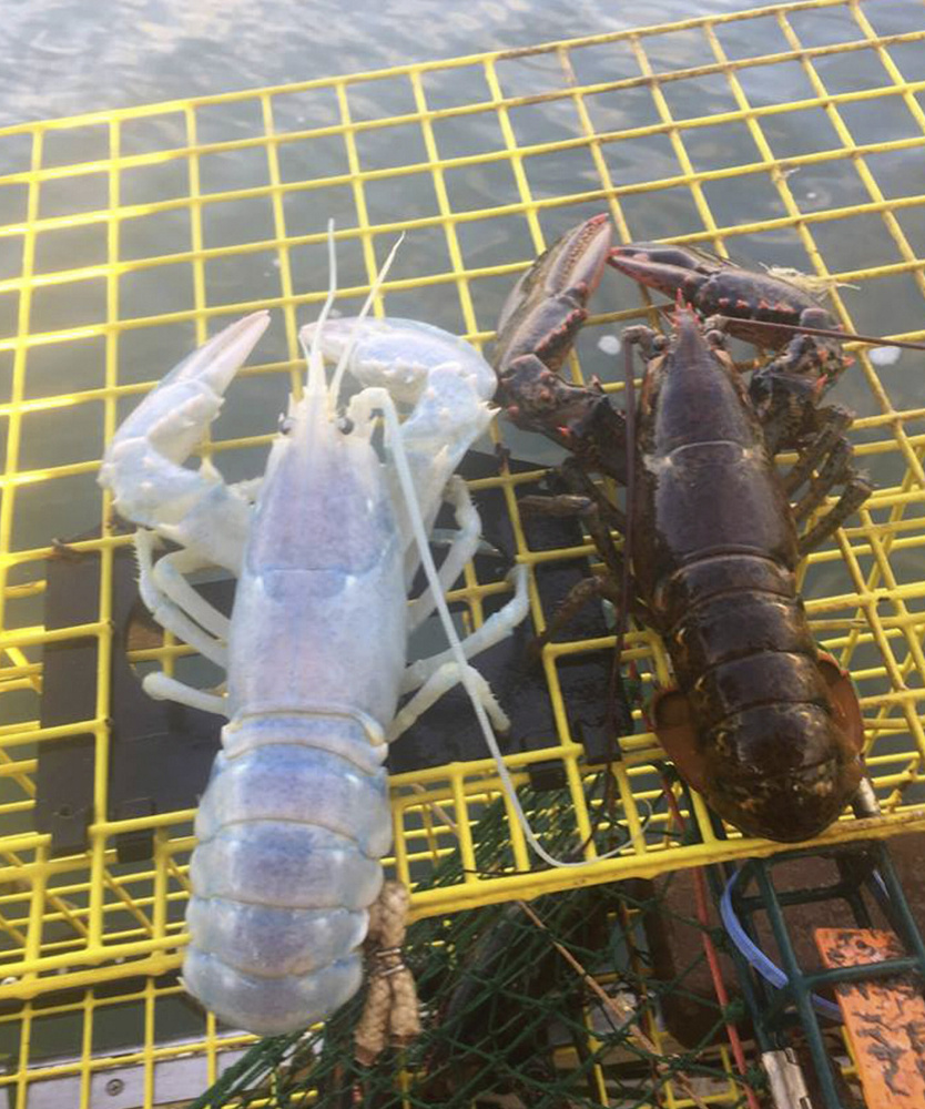 A lobster caught by Alex Todd of Chebeague Island probably has a genetic condition called leucism, which is a partial loss of pigment. This is why some hints of blue on the shell and color on the eyes are visible, a post by the Maine Coast Fisherman's Association says.