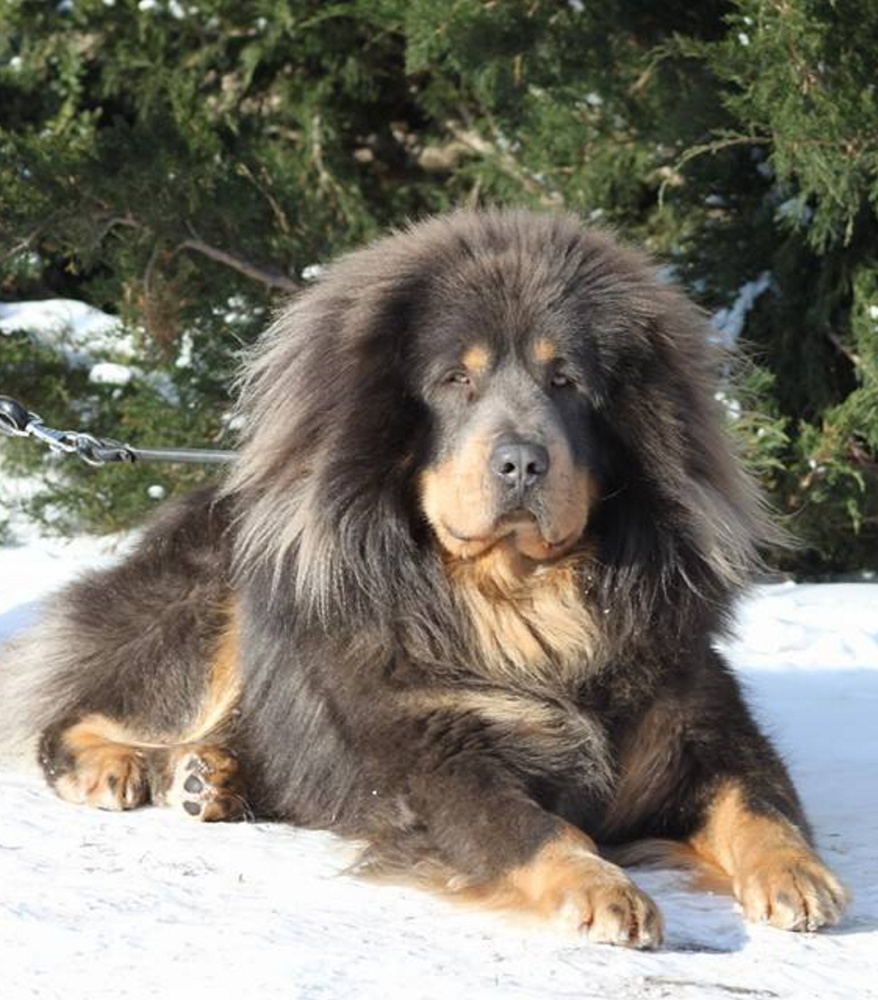A Tibetan mastiff. A court ruled an Oregon couple have to devocalize their Tibetan and Pyrenean mastiffs.