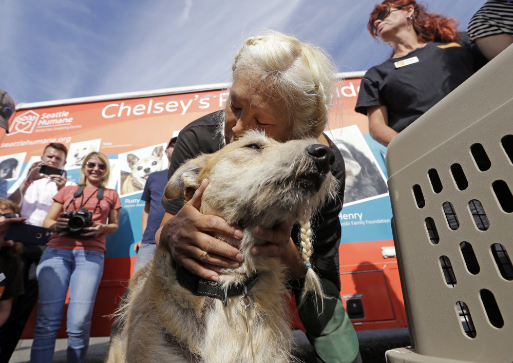 Wings of Rescue volunteer Cathi Perez leans down to embrace a rescue dog, the last of a load of 35 dogs from Texas shelters flown to Seattle on Wednesday to make space for pets rescued in the Hurricane Harvey aftermath.