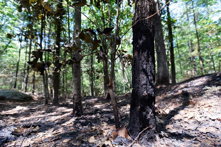 A charred tree in Clifford Park in Biddeford on Thursday is evidence of the recent fires that have prompted officials to step up inspections.