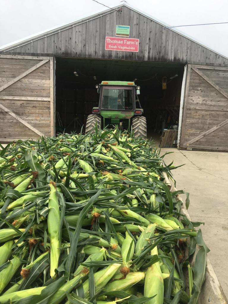 Thomas Farms in Corinth supplies sweet corn and a range of other vegetables to 18 Hannaford stores in Maine.