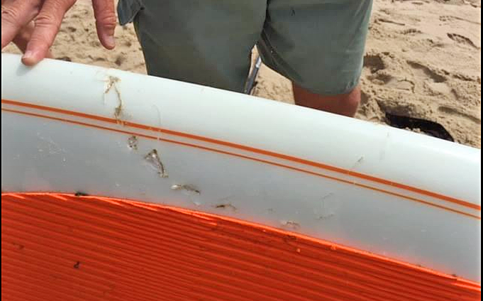 A shark bit into this standup paddleboard around 10 a.m., according to the National Park Service.