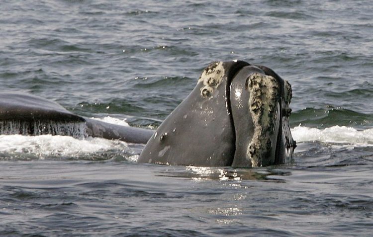 The head of a North Atlantic right whale emerges from the water as another whale passes behind in Cape Cod Bay near Provincetown, Mass. Right whales could become another casualty of climate change.