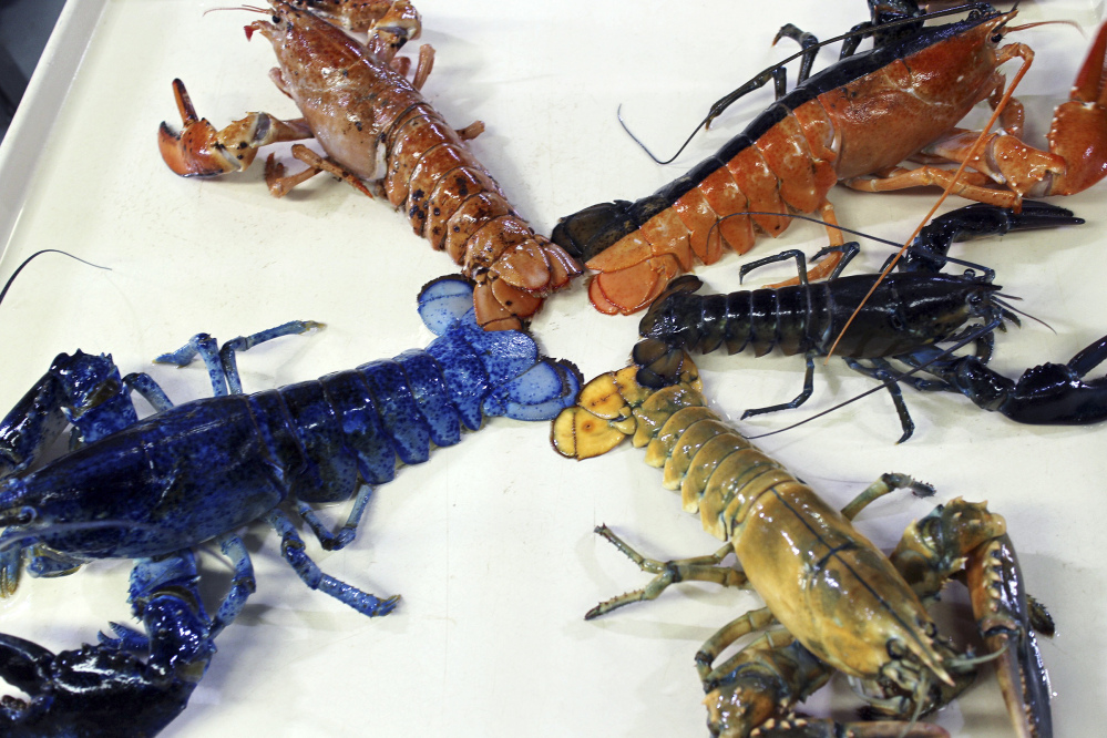 A rare yellow lobster in this Aug. 31 photo provided by the New England Aquarium in Boston, is displayed with the museum's collection of other oddly colored crustaceans.