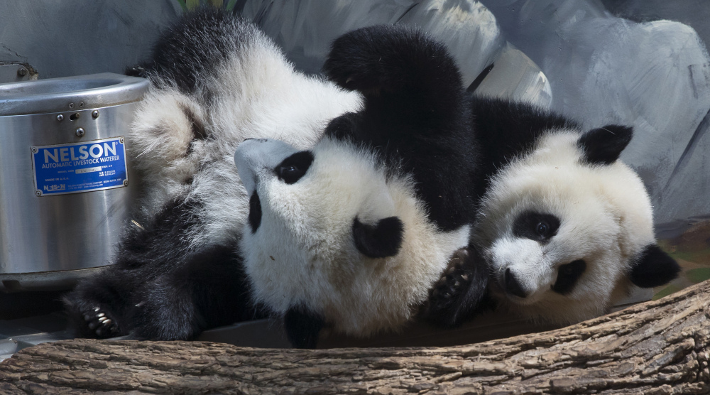 Giant panda twins Ya Lun and Xi Lun at the zoo in Atlanta