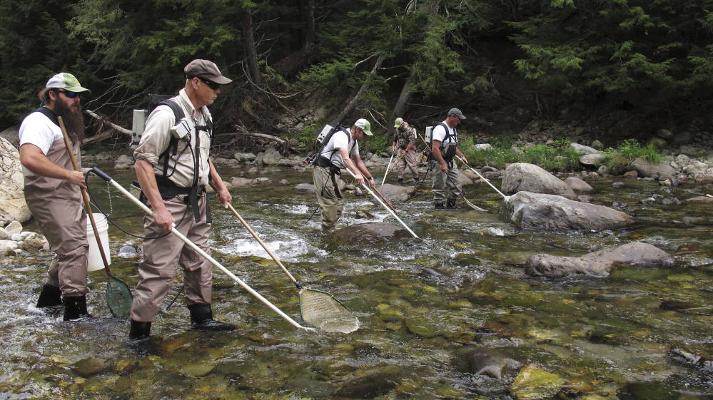 Fisheries experts look for landlocked Atlantic salmon in the Huntington River in Huntington, Vt., last week. About 150 years after Atlantic salmon were pushed out of the Lake Champlain basin, the fish are again naturally reproducing in rivers in Vermont and New York.