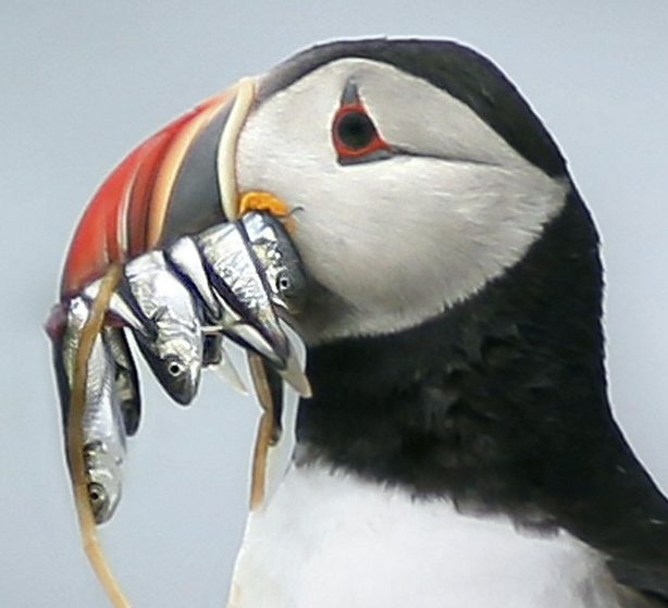 A puffin on Eastern Egg Rock in Muscongus Bay holds white hake in its beak, one of the small fish favored by the seabirds that is threatened by the warming Gulf of Maine.