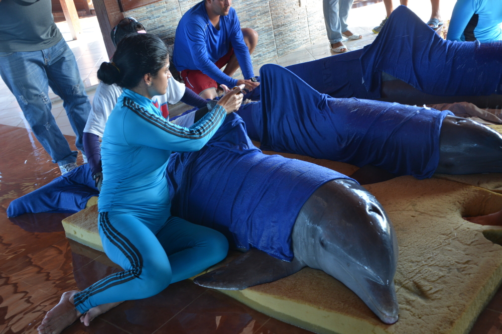 Handlers from the Cayo Guillermo dolphinarium in Cuba wrap dolphins in wet towels on Friday to prepare for their transfer to a facility in Cienfuegos, on the southern coast and farther from Hurricane Irma's path.