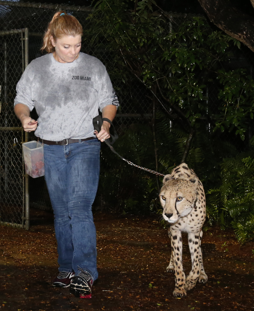 Jennifer Nelson, senior keeper at Zoo Miami, leads a cheetah named Koda to a hurricane-resistant structure at the zoo on Saturday.