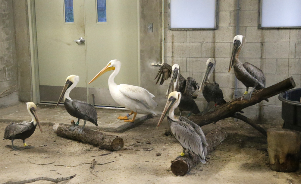 Pelicans at Zoo Miami are secured inside a building at the zoo Saturday. Many zoos, theme parks and rescue centers in Florida were rushing to protect their animals as Hurricane Irma approached.