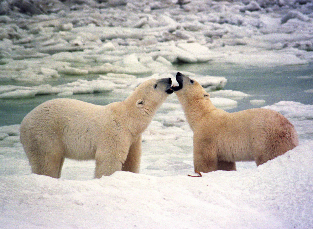 Polar bears frolic on the shores of Hudson Bay near Churchill, Manitoba.