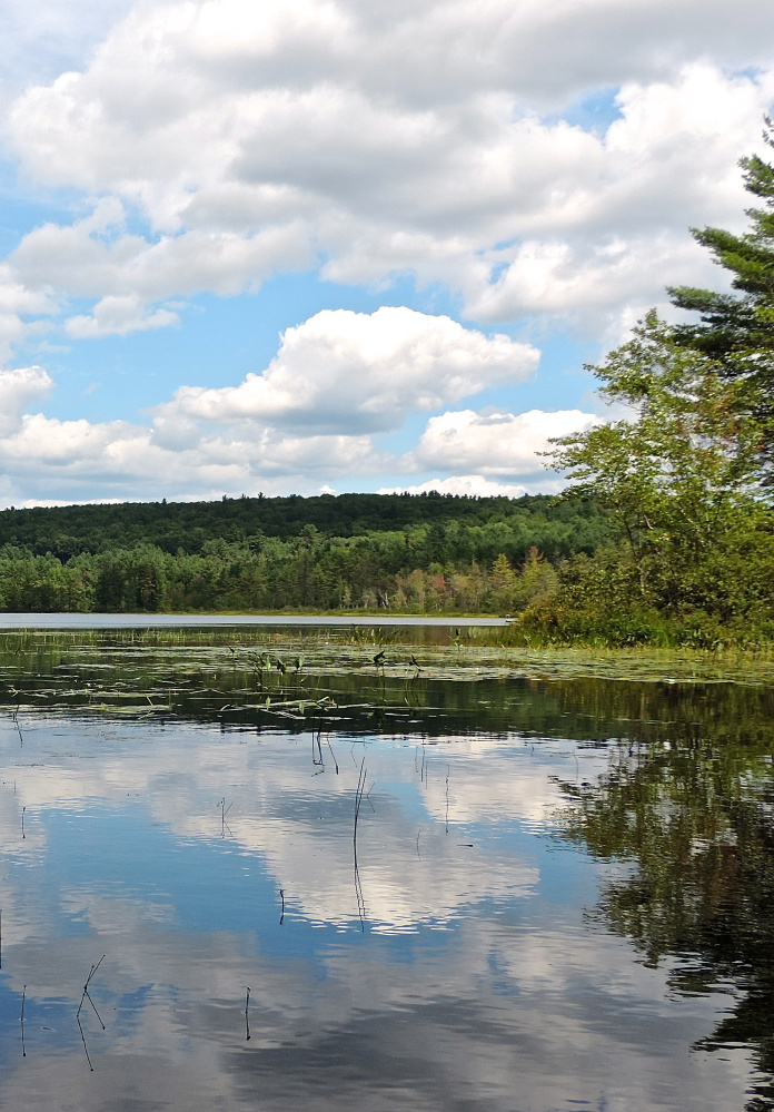 View south from northern end of Heald Pond. Michael Perry photo
