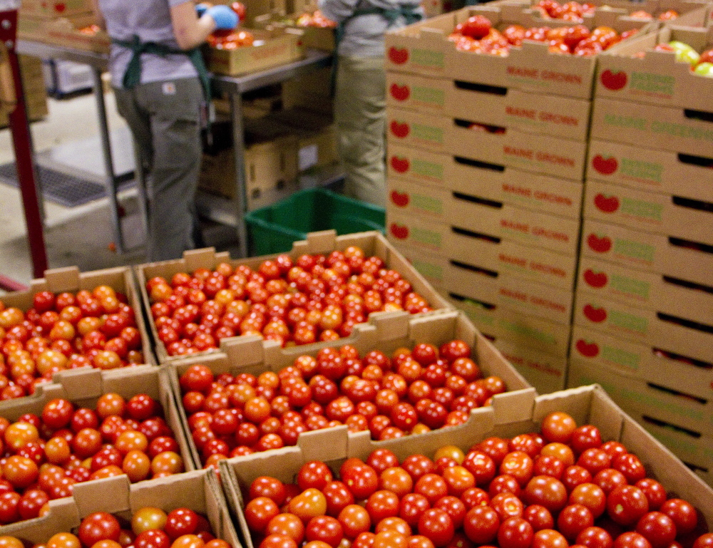 Tomatoes are sorted and packed for shipping at Backyard Farms in Madison. A new crop of tomatoes is expected to start heading out to retailers by the end of the month.