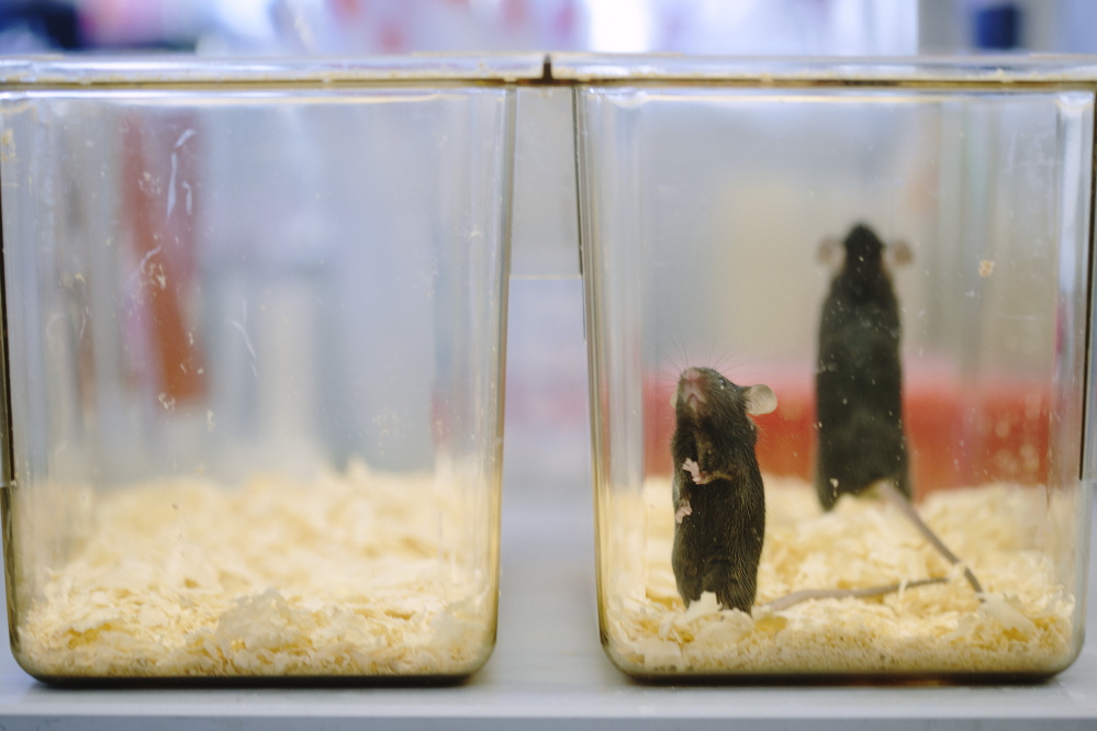 Research mice, which are genetically modified to allow research on degenerative disorders such as ALS, are shown in the Jackson Laboratory in Bar Harbor.
