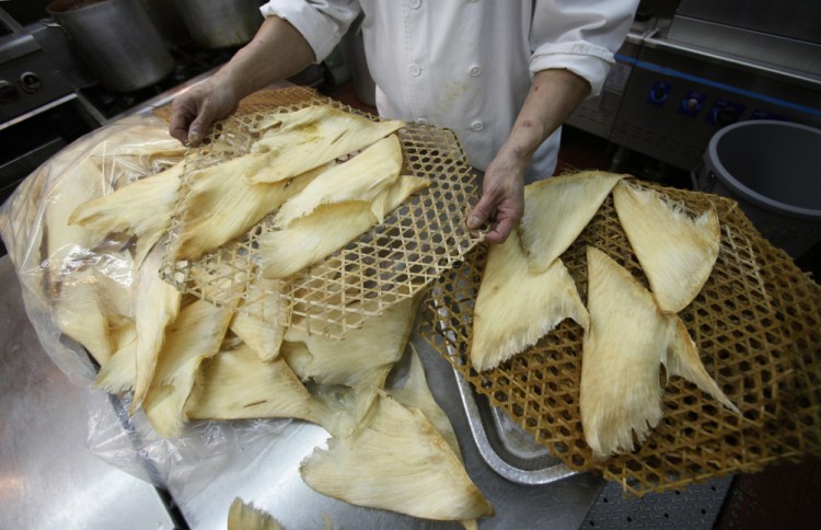 Joe Chan, chief chef at Sun Tung Lok Chinese Cuisine in Hong Kong, prepares shark fins for cooking. Shark fins are most often used in a soup considered a delicacy in Asia.