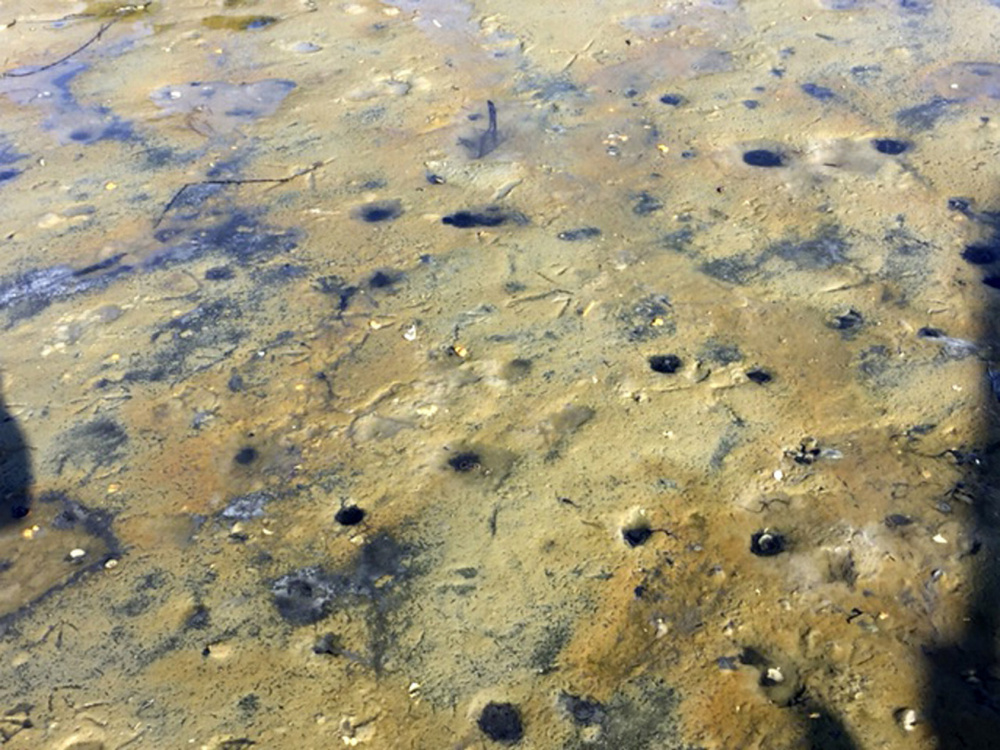 Soft-shell clams died in this mudflat in Brunswick. Maine marine scientists are investigating whether an algae bloom in Casco Bay may be responsible.