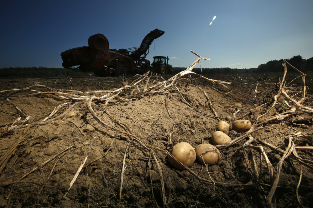 The delayed potato harvest is the latest setback for farmers after a dry season produced a smaller crop of potatoes.