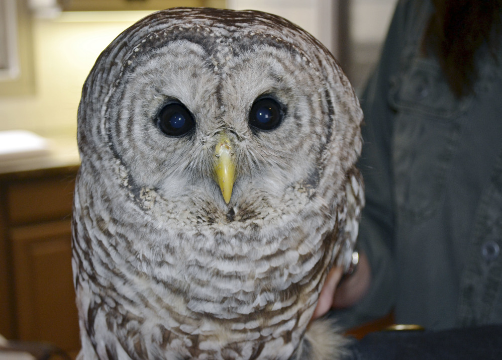 This owl was recovering in March after being hit by a truck and becoming lodged between the cab and the cargo hold.