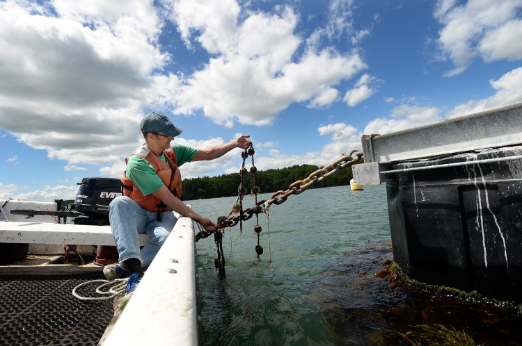 Dana Morse, an aquaculture researcher at Maine Sea Grant, checks on ear-hung scallops tied to an anchor chain on a mussel raft on the Damariscotta River in September. The Maine Sea Grant College Program has received a grant of nearly $600,000.