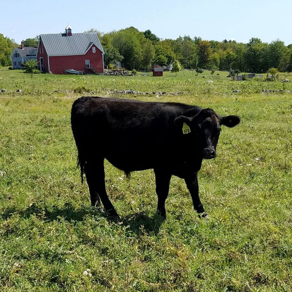 The Wagyu steer 970 had been missing since the beginning of the Common Ground Country Fair in Unity last week. The steer was found Wednesday evening and returned to its owner.