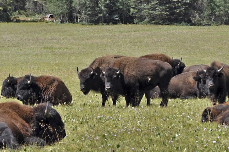Bison graze in Kaibab National Forest, adjacent to the Grand Canyon, in northern Arizona.