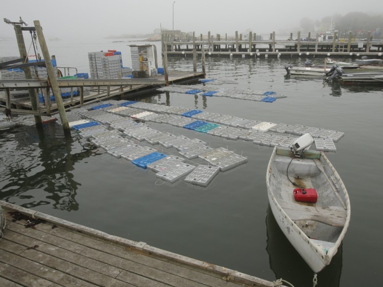 Crates full of lobsters float off the docks of the Stonington Lobster Co-Op last year. The co-op, in the heart of Maine's lobstering capital, says its catch is down about 25 percent this season. In 2016, Maine broke records for annual catch – more than 130 million pounds – and industry value.